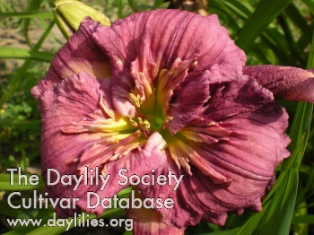 Daylily Lady Patch